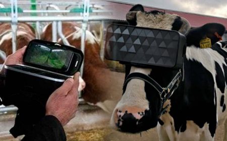 Granjero coloca lentes de realidad virtual a sus vacas para aumentar producción de leche