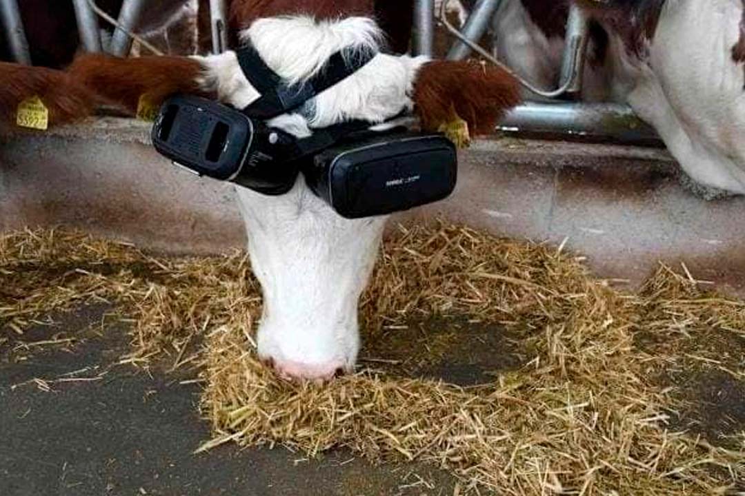 vacas realidad virtual