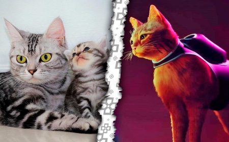 Gracias a Stray, organizaciones benéficas de gatitos reciben ayuda